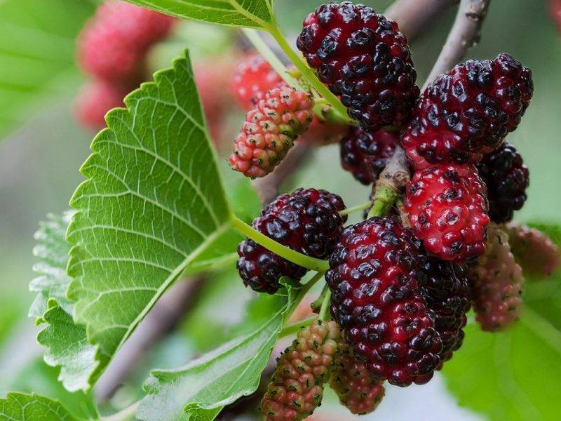Шелковица купить саженцы из питомнике в Керчи