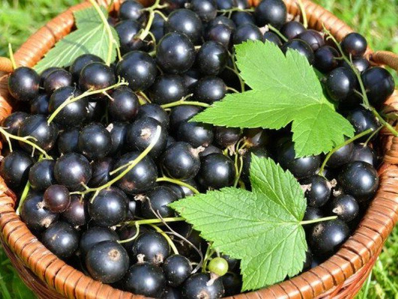 Смородина купить саженцы из питомника в Керчи
