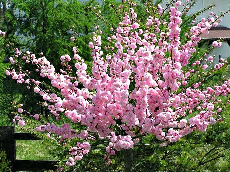 Миндаль купить саженцы из питомника в Керчи
