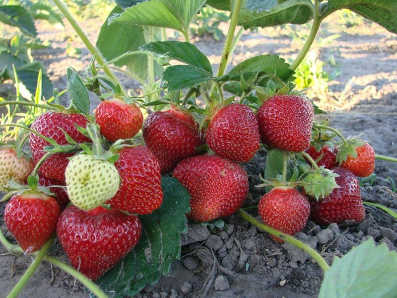 Клубника купить саженцы из питомника в Керчи