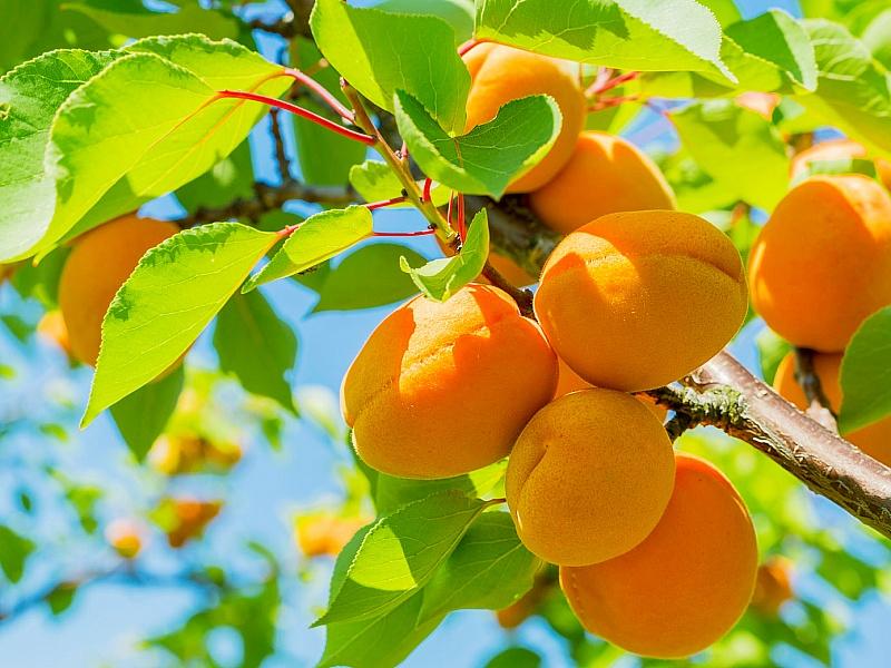 Абрикос купить саженцы из питомнике в Керчи