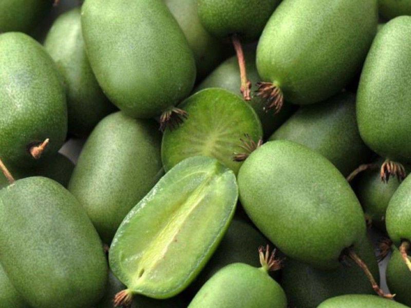 Актинидия купить саженцы из питомнике в Керчи