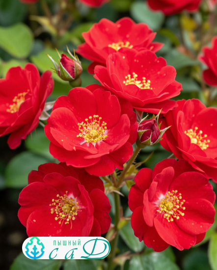 Роза "АЛЕКСАНДР ФОН ГУМБОЛЬТ"