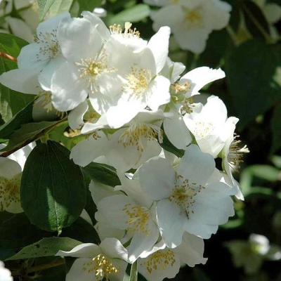 Жасмин "БЕЛАЯ ДАМА"