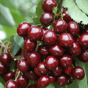 Вишня колоновидная "ВОСТОРГ" сер. июля